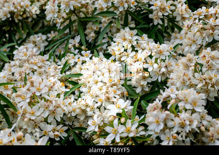 Une vue en gros plan d'un arbuste en pleine floraison Choisya montrant les grappes de fleurs en forme d'étoile Banque D'Images