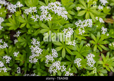 Woodruff avec des fleurs blanches Banque D'Images