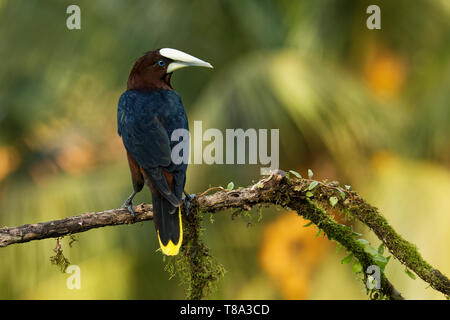 Chestnut-dirigé Oropendola - Psarocolius wagleri est un nouveau monde icterid. d'oiseaux tropicaux Corps brun avec le noir, le jaune et les yeux bleus. Banque D'Images