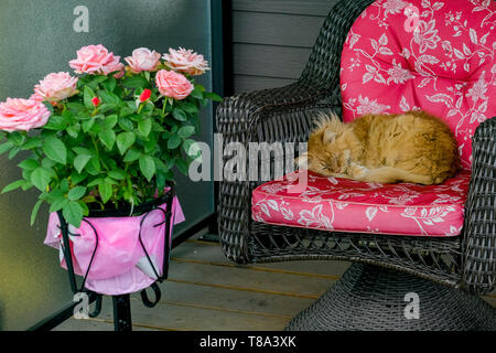 Sommeil de chat sur coussin de chaise Banque D'Images