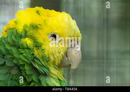 Amazone à tête jaune Banque D'Images