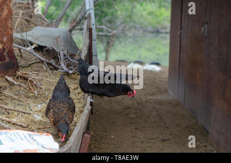 Deux free range chicken noir sont dans une ferme. Un poulet saute vers le bas. Banque D'Images