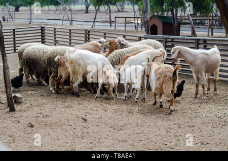 Les moutons et les chèvres mangent le fourrage dans la ferme. Banque D'Images