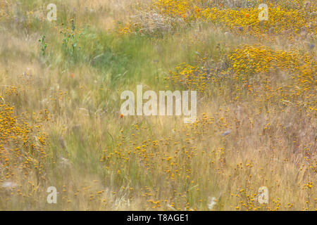 La diffusion de l'exposition longue Californie goldfield wildflower dans les herbes sous légère brise, Antelope Valley California Poppy, CA, USA Banque D'Images