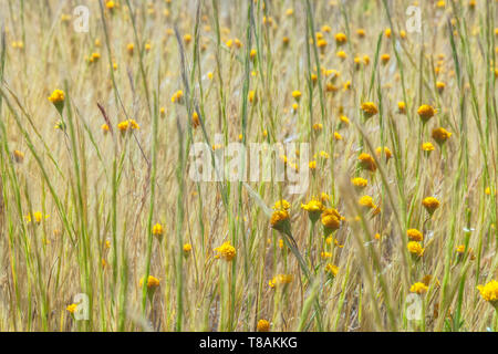 Fermer jusqu'à la Californie diffusion goldfield wildflower dans les herbes sous légère brise, Antelope Valley California Poppy, CA, USA Banque D'Images