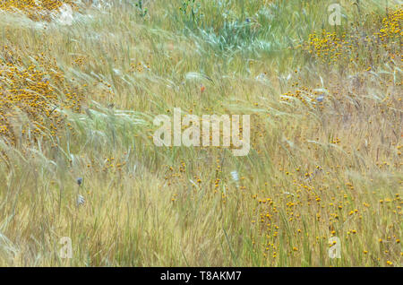 Californie diffusion goldfield wildflower dans les herbes sous légère brise, Antelope Valley California Poppy, California, USA Banque D'Images