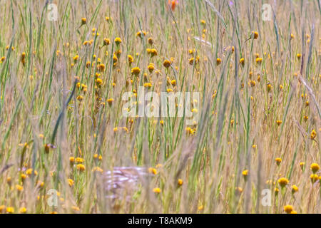 Fermer jusqu'à la Californie diffusion goldfield wildflower dans les herbes sous légère brise, Antelope Valley California Poppy, CA, USA Banque D'Images