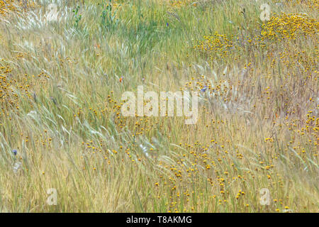 Californie diffusion goldfield wildflower dans les herbes sous légère brise, Antelope Valley California Poppy, California, USA Banque D'Images