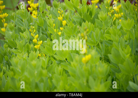 Des cris d'arbustes jaune Banque D'Images