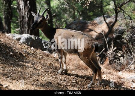 Chèvre sauvage dans la gorge Samarià, Crete Banque D'Images