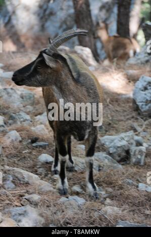 Chèvre sauvage dans la gorge Samarià, Crete Banque D'Images