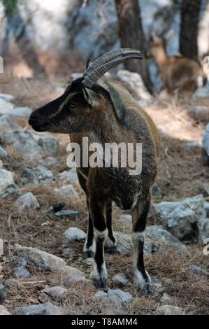 Chèvre sauvage dans la gorge Samarià, Crete Banque D'Images