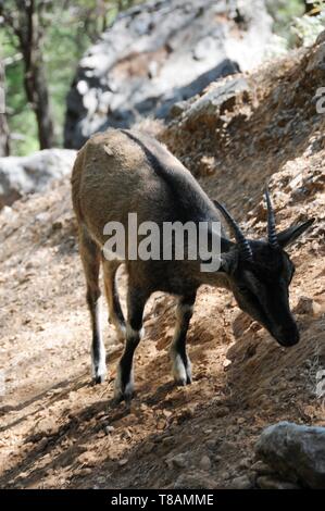 Chèvre sauvage dans la gorge Samarià, Crete Banque D'Images
