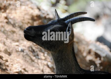 Chèvre sauvage dans la gorge Samarià, Crete Banque D'Images