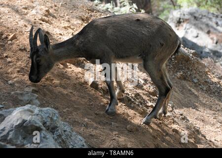 Chèvre sauvage dans la gorge Samarià, Crete Banque D'Images