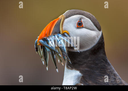 Macareux moine (Fratercula arctica) avec beek plein de poissons sur sa façon de terrier de nidification dans la colonie de reproduction Banque D'Images