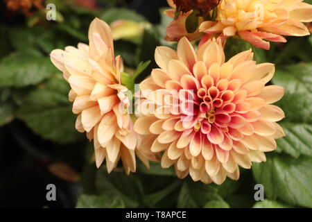 L'ours, DE/USA 4/30/2019 : Genre : Dahlia, Famille : Asteraceae, ordre : asterales, origine : Mexique. Banque D'Images