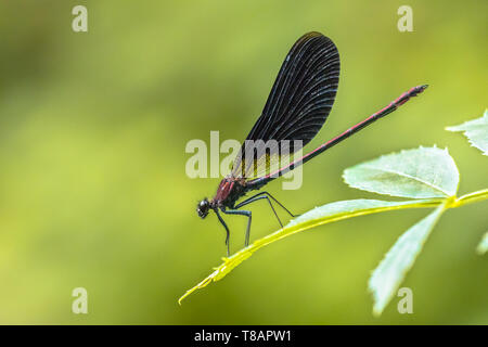 Demoiselle (Calopteryx haemorrhoidalis en cuivre) mâle dragonfly resting on leaf neer creek Banque D'Images