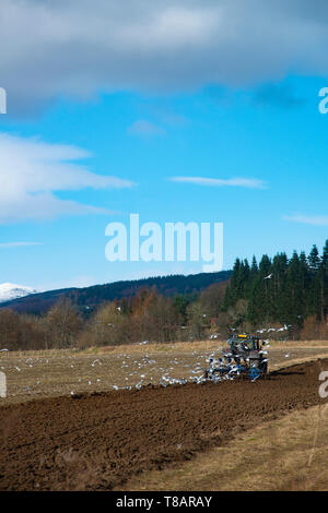 Agriculteur de tracteur, travaillant les terres arables, Perthshire, Écosse, Royaume-Uni Banque D'Images