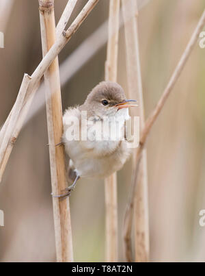 Rousserolle effarvatte Acrocephalus scirpaceus, perché, dans une roselière, Powys, Pays de Galles, Royaume-Uni Mai 2019 Banque D'Images