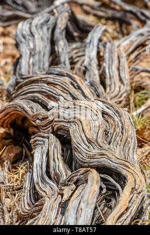 Twisted presque mort vieille tige de l'arbre sec au ruisseau Meyers Manx Cape Range National Park Australie Banque D'Images