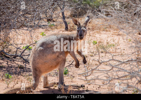 Wild kangaroo à Cape Range National Park en Australie Banque D'Images