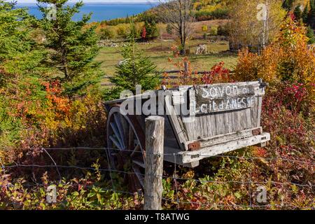 Canada, Province de Québec, région de Charlevoix, à Port-au-Persil, l'Asinerie du Saint-Laurent, l'âne (Equus asinus) dans le pré Banque D'Images