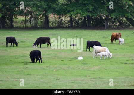 Un petit troupeau de vaches et veaux paître et se reposer dans un cadre verdoyant, terrain bordé d'arbres. Banque D'Images