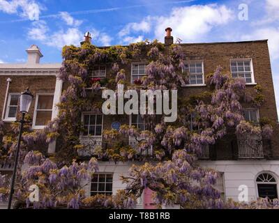 Glycine en fleurs couvrant avant d'un immeuble résidentiel dans le quartier de Notting Hill, Londres, Royaume-Uni. Banque D'Images