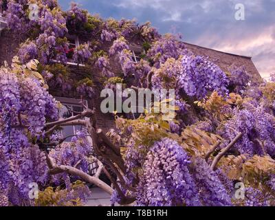 Glycine en fleurs couvrant avant d'un immeuble résidentiel dans le quartier de Notting Hill, Londres, Royaume-Uni. Banque D'Images