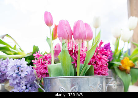 Vue rapprochée d'un arrangement floral de tulipes et autres fleurs dans un vintage tin can, avec lumière du jour très lumineux et un fond blanc. Banque D'Images