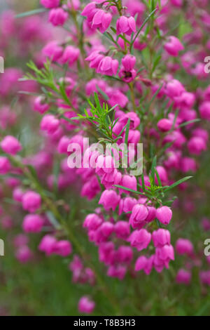 Le Boronia heterophylla fleurs. Banque D'Images