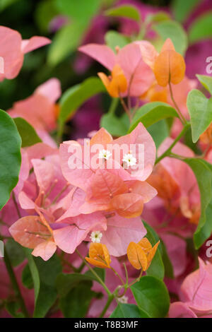 Bougainvillea 'Orange' de bractées et de fleurs. Banque D'Images