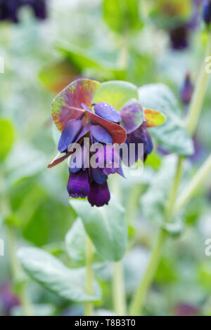 Purpurescens Cerinthe major. Banque D'Images