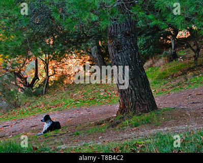 Belle scène d'un chien assis sous un pin. La nature colorée de l'image de détente. Lac Tsivlou sur les rives du Mont Helmos dans le Péloponnèse, grecque Banque D'Images