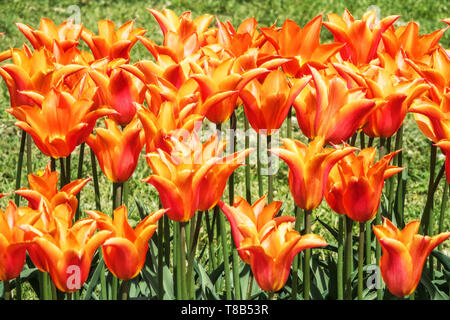 Tulipes d'orange dans la bordure de printemps parfumée fleurs de jardin, fleurs d'orange bordure de printemps tulipes Tulipa 'Lily Fire' Lily Floraison tulipe Banque D'Images