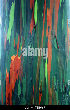 L'écorce de l'eucalyptus Arc-en-ciel, Philippines Banque D'Images