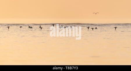 France, Picardie, Baie de Somme, La Molliere d'Aval, Cayeux sur Mer, Eurasien Huîtrier pie (Haematopus ostralegus) en vol le long de la rive Banque D'Images