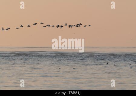 France, Picardie, Baie de Somme, La Molliere d'Aval, Cayeux sur Mer, Eurasien Huîtrier pie (Haematopus ostralegus) en vol le long de la rive Banque D'Images