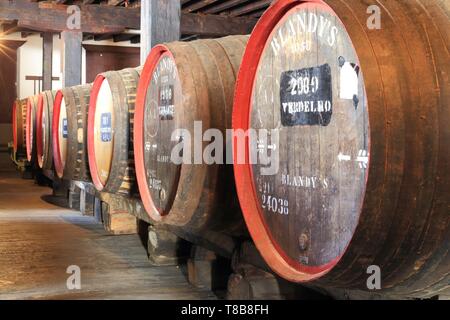 Le Portugal, l'île de Madère, Funchal, Avenida Arriaga, Madeira Wine Company, de Madère de barils (vin doux naturel) de différents cépages (Verdelho, Terrantez, Malvasia ...) stockés dans la cave de Blandy's marque (fondée en 1811) Banque D'Images