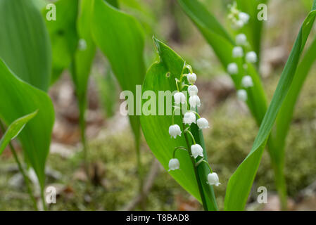 Muguet, Convallaria majalis fleurs blanches imacro en forêt Banque D'Images