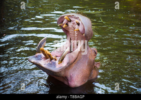 La tête d'un hippopotame avec une bouche ouverte close up Banque D'Images