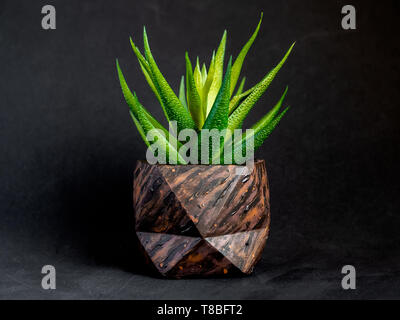 Brun Bois peint Motif béton géométrique semoir avec plante succulente vert sur fond sombre. Pots en béton peint pour la décoration de la maison Banque D'Images
