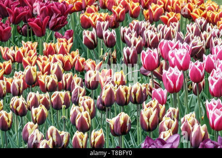 Tulipes colorées mixte en parterre de Spring Garden Banque D'Images