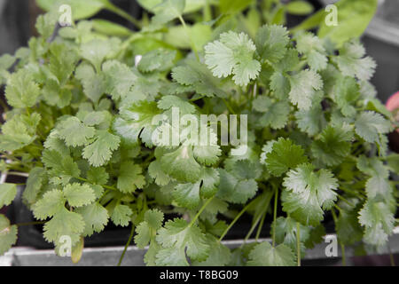 La feuille comme un jeune plant dans un pot Banque D'Images