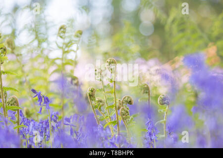 Bluebell wood avec effet Rêveur créatif Banque D'Images