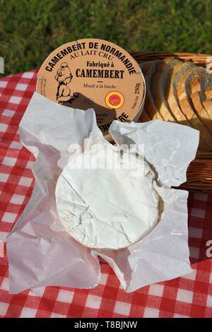 La France, l'Orne, Pays d'Auge, village de camembert, le HÚronniÞre ferme, le lait non pasteurisé AOC Camembert fait à la ferme Banque D'Images