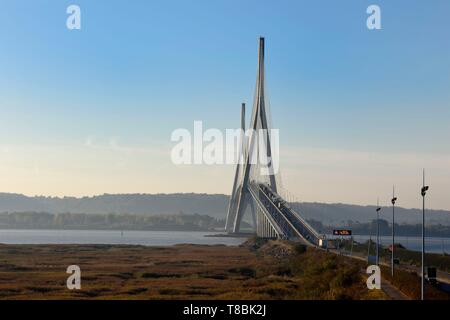 France, Seine Maritime, réserve naturelle de l'estuaire de la Seine et pont de Normandie, la roselière dans l'avant-plan Banque D'Images