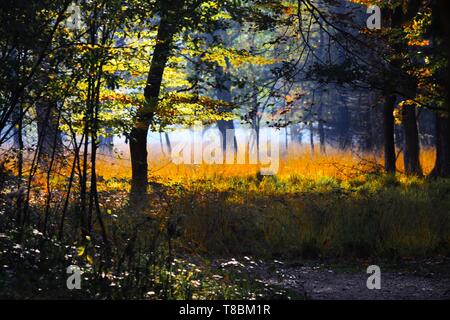 Arbres et prairie, dans une clairière de la forêt allemande lumineux brillant dans l'après-midi d'or soleil d'automne - Brüggen, Allemagne Banque D'Images