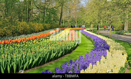 Photographié dans le Keukenhof jardin tulipes en avril 2019, tulipes et jacinthes en fleurs fleurs forme lanes Banque D'Images